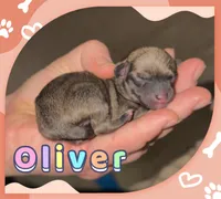 Oliver, a male Chihuahua for sale in Williamston, NC – 3 of 5