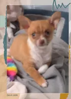 Prince Charlie, a male Chihuahua for sale in Williamston, NC – 3 of 9