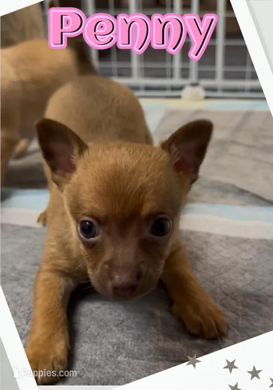 Penny – Chihuahua puppy for sale in Williamston, NC