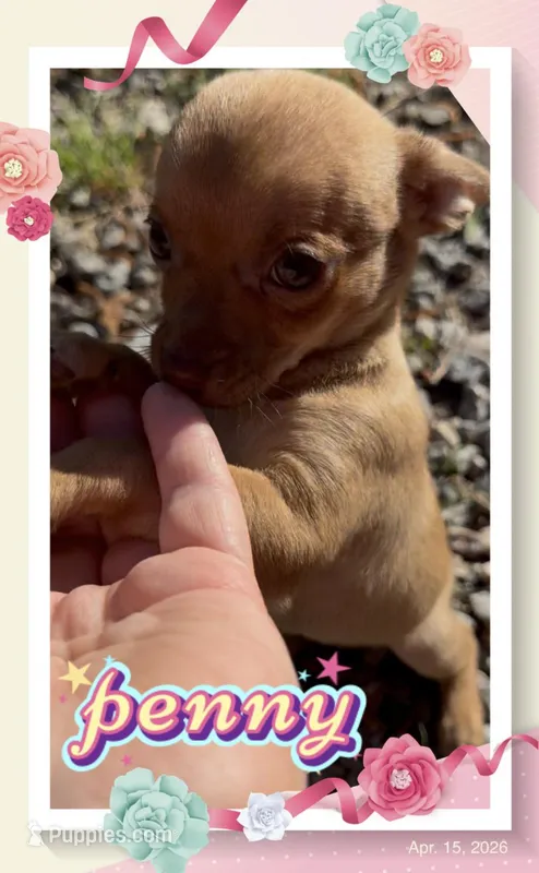 Penny – Chihuahua puppy for sale in Williamston, NC