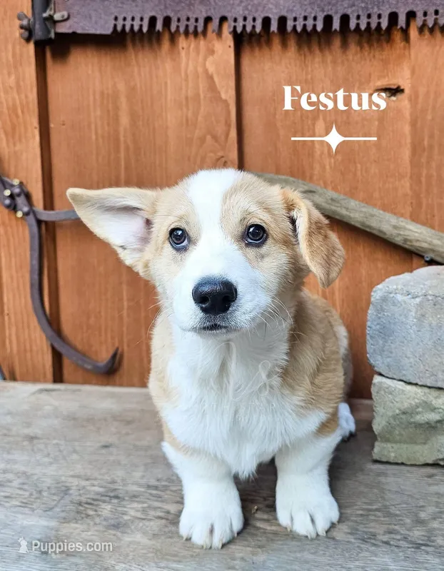 Festus – Pembroke Welsh Corgi puppy for sale in Fortine, MT