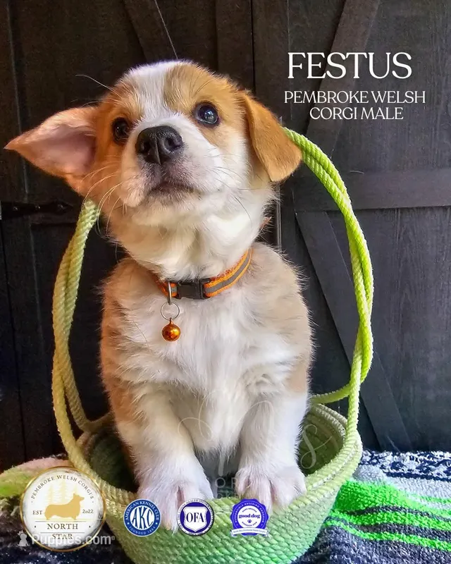 Festus – Pembroke Welsh Corgi puppy for sale in Fortine, MT