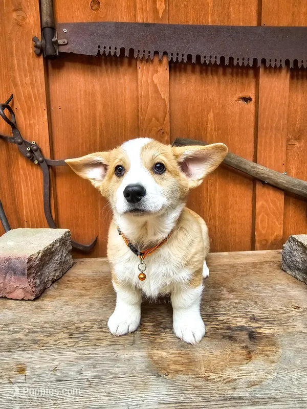 Festus – Pembroke Welsh Corgi puppy for sale in Fortine, MT
