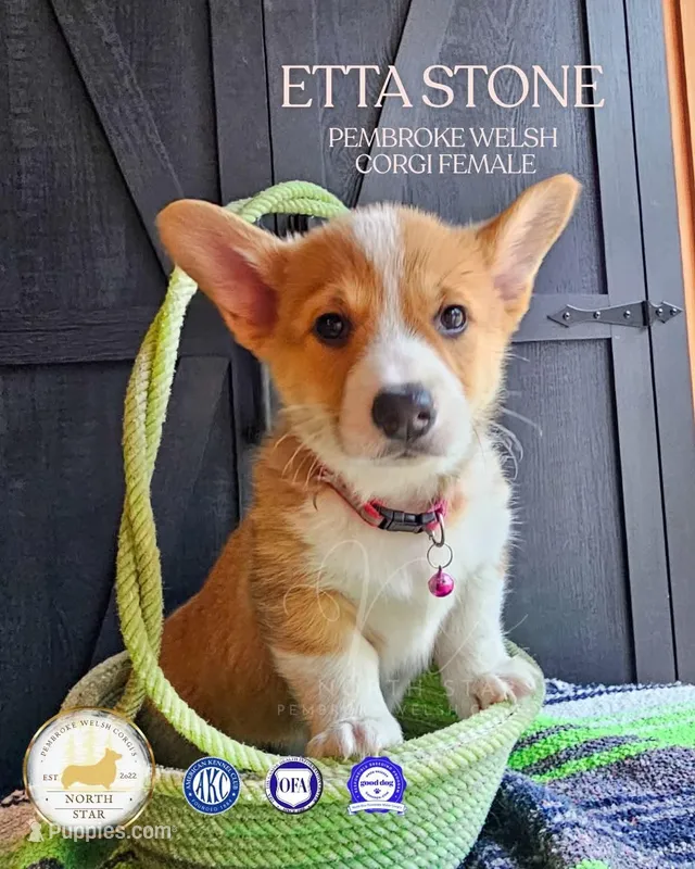 Etta Stone – Pembroke Welsh Corgi puppy for sale in Fortine, MT