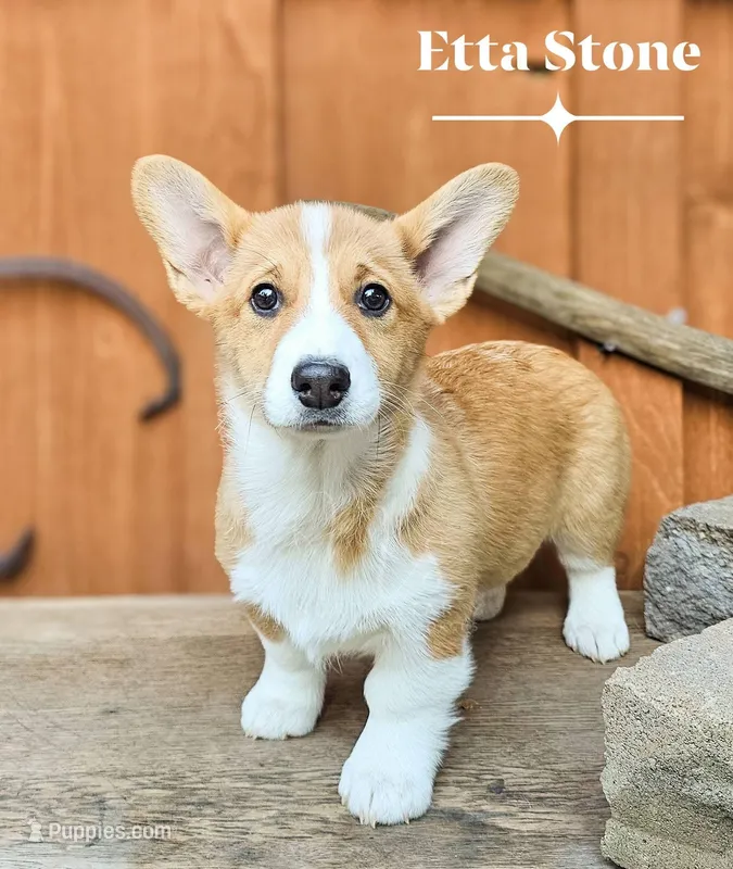 Etta Stone – Pembroke Welsh Corgi puppy for sale in Fortine, MT