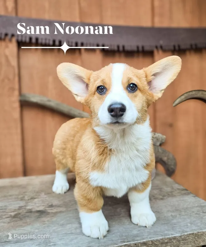 Sam Noonan – Pembroke Welsh Corgi puppy for sale in Fortine, MT