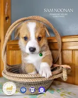 Sam Noonan, a male Pembroke Welsh Corgi for sale in Fortine, MT – Photo 2 of 2