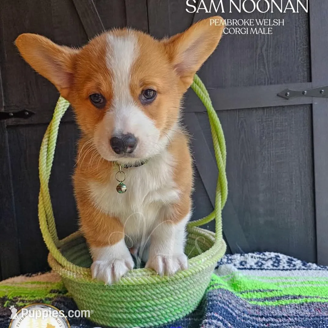 Sam Noonan – Pembroke Welsh Corgi puppy for sale in Fortine, MT