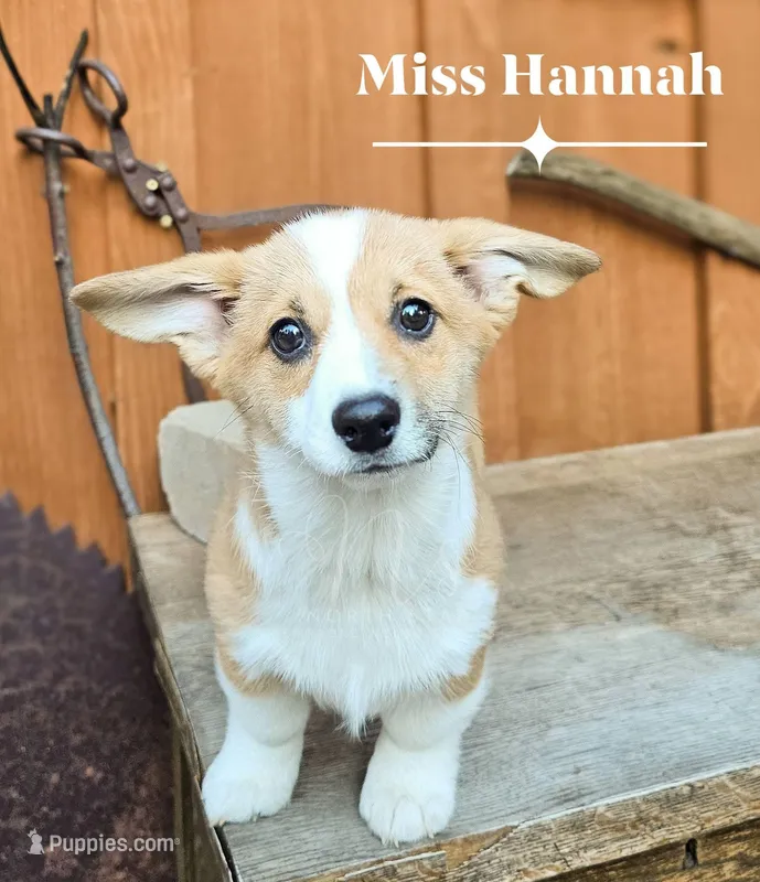 Miss Hannah – Pembroke Welsh Corgi puppy for sale in Fortine, MT