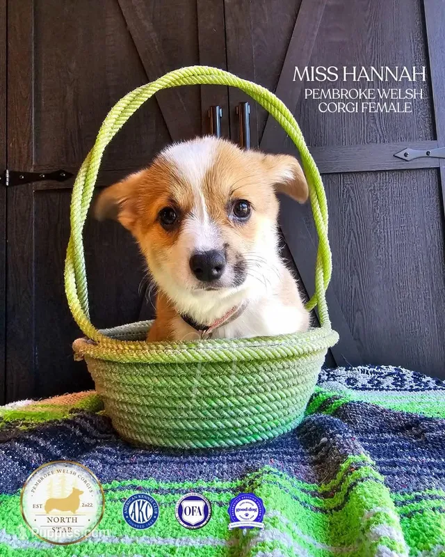 Miss Hannah – Pembroke Welsh Corgi puppy for sale in Fortine, MT