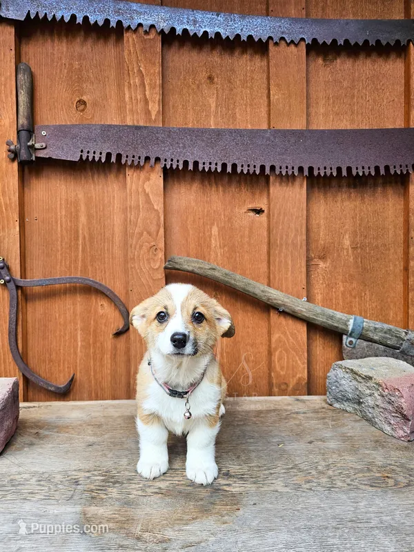 Miss Hannah – Pembroke Welsh Corgi puppy for sale in Fortine, MT