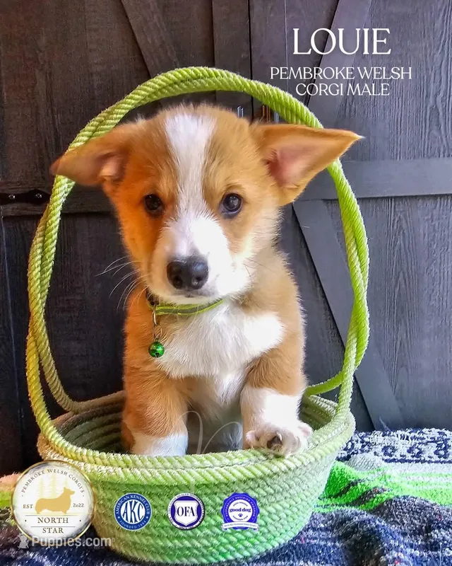 Louie – Pembroke Welsh Corgi puppy for sale in Fortine, MT