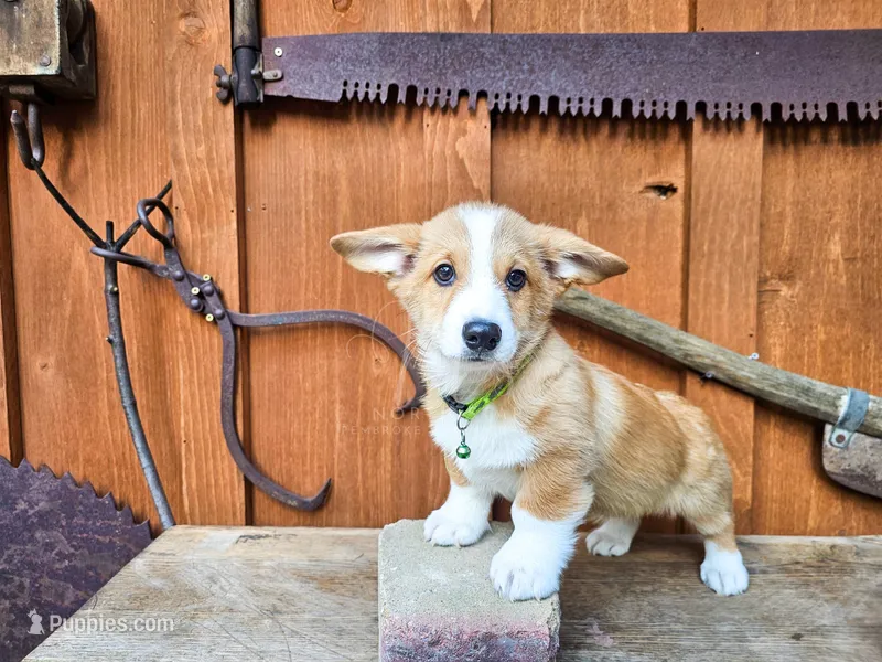 Louie – Pembroke Welsh Corgi puppy for sale in Fortine, MT