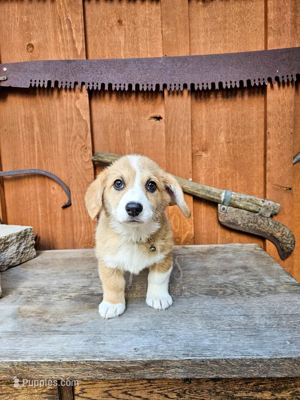 Ma Smalley – Pembroke Welsh Corgi puppy for sale in Fortine, MT