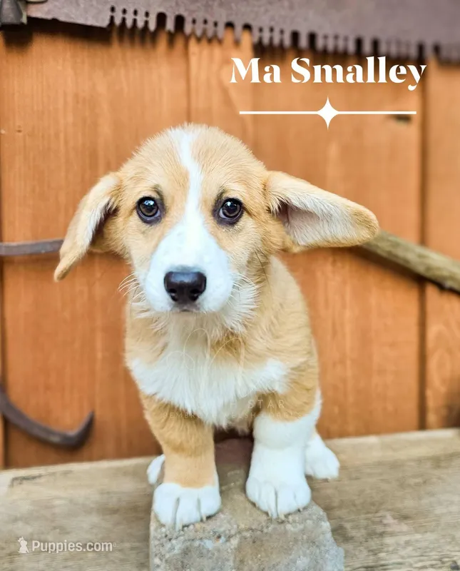 Ma Smalley – Pembroke Welsh Corgi puppy for sale in Fortine, MT