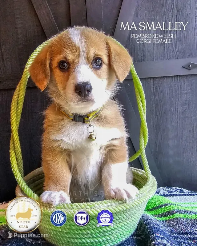 Ma Smalley – Pembroke Welsh Corgi puppy for sale in Fortine, MT