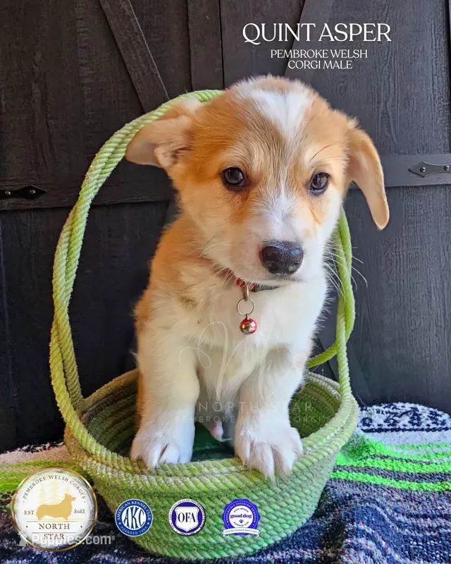 Quint Asper – Pembroke Welsh Corgi puppy for sale in Fortine, MT