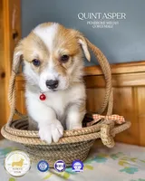 Quint Asper, a male Pembroke Welsh Corgi for sale in Fortine, MT – Photo 2 of 2