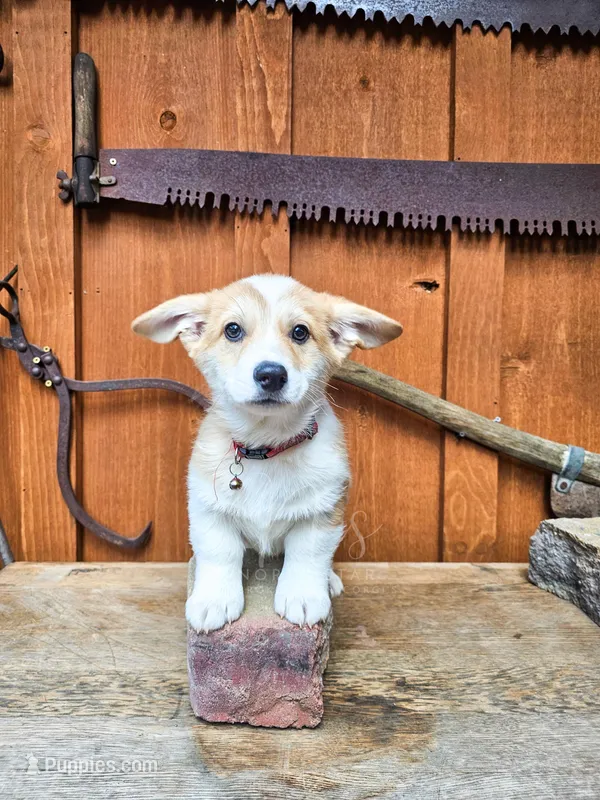 Quint Asper – Pembroke Welsh Corgi puppy for sale in Fortine, MT