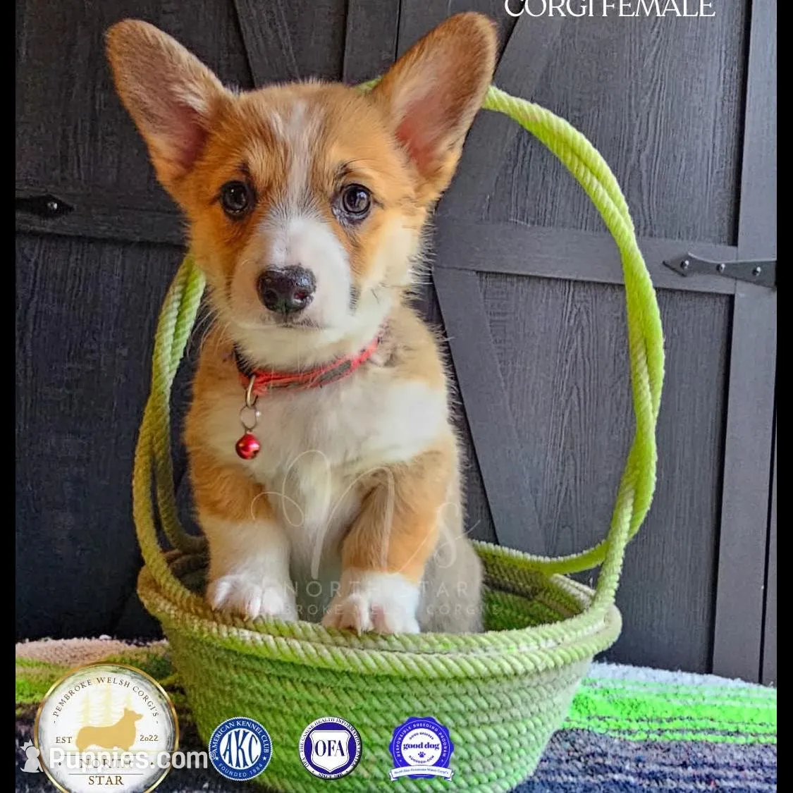 Kitty – Pembroke Welsh Corgi puppy for sale in Fortine, MT