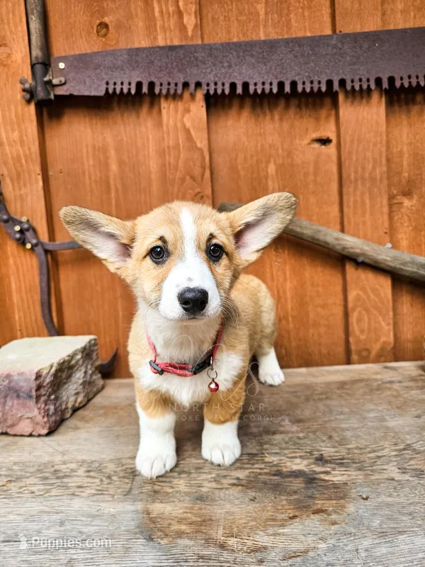 Kitty – Pembroke Welsh Corgi puppy for sale in Fortine, MT