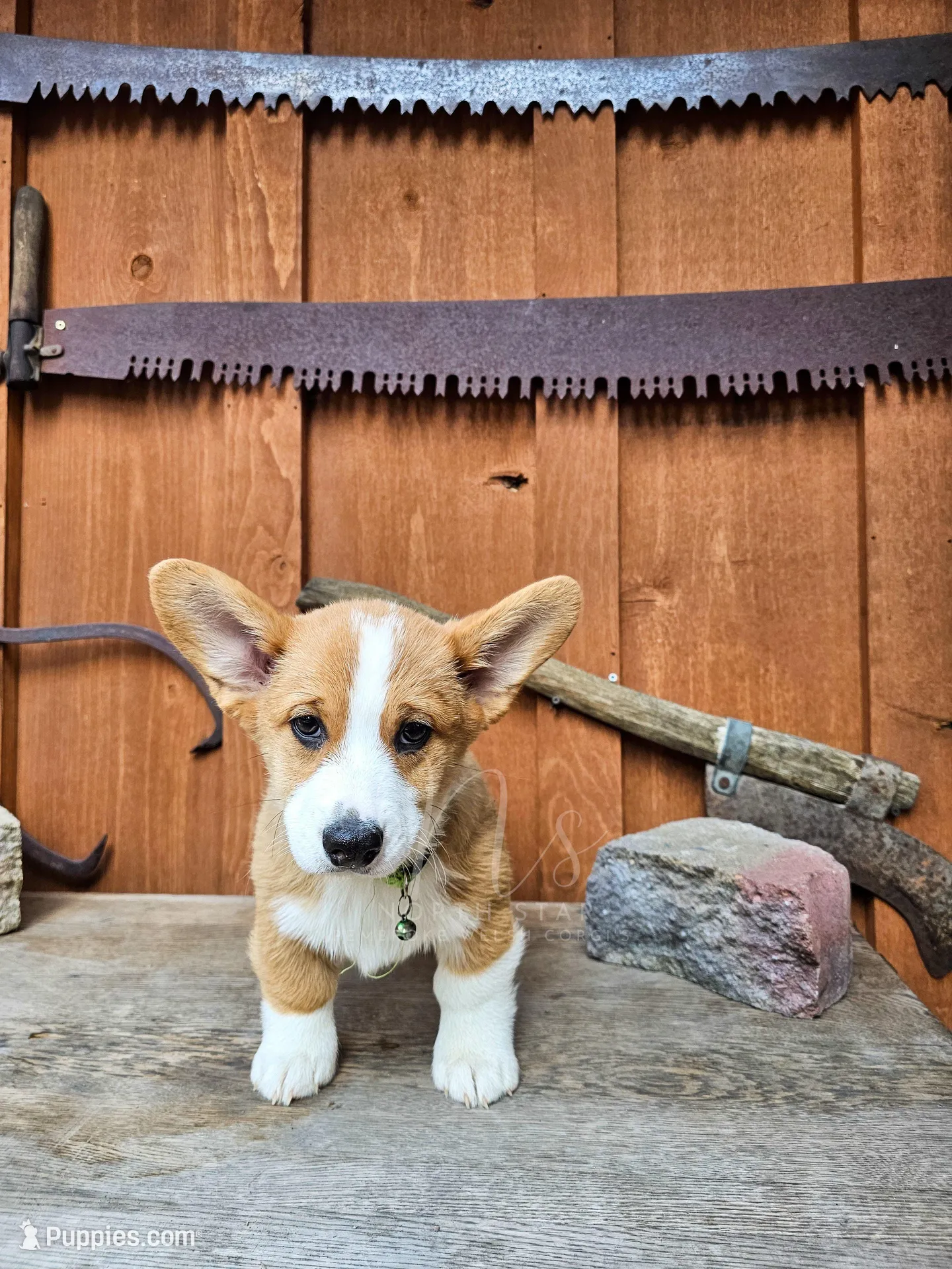 Sam Noonan – Pembroke Welsh Corgi puppy for sale in Fortine, MT