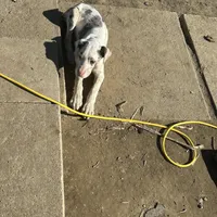 Lainey, a male Great Dane for sale in Arthur, IA – Photo 8 of 8