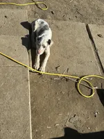 Lainey, a male Great Dane for sale in Arthur, IA – Photo 7 of 7