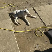 Lainey, a male Great Dane for sale in Arthur, IA – Photo 6 of 8