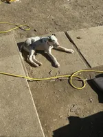 Lainey, a male Great Dane for sale in Arthur, IA – Photo 6 of 7