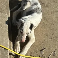 Lainey, a male Great Dane for sale in Arthur, IA – Photo 7 of 8