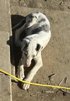 Lainey, a male Great Dane for sale in Arthur, IA – Photo 3 of 7