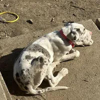Lainey, a male Great Dane for sale in Arthur, IA – Photo 2 of 8