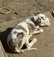 Lainey, a male Great Dane for sale in Arthur, IA – Photo 4 of 7