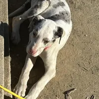 Lainey, a male Great Dane for sale in Arthur, IA – Photo 3 of 8