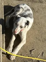 Lainey, a male Great Dane for sale in Arthur, IA – Photo 2 of 7