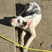 Lainey, a male Great Dane for sale in Arthur, IA – Photo 5 of 8