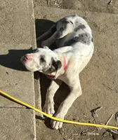 Lainey, a male Great Dane for sale in Arthur, IA – Photo 5 of 7