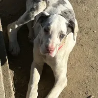 Lainey, a male Great Dane for sale in Arthur, IA – Photo 4 of 8