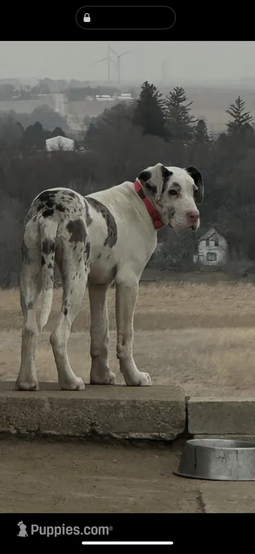 Lainey – Great Dane puppy for sale in Arthur, IA