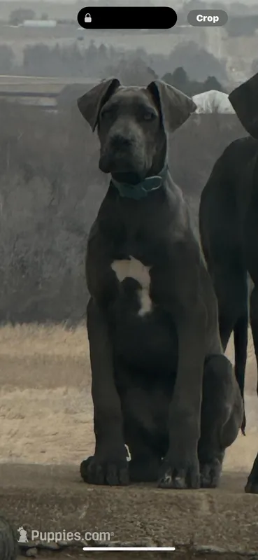 Charles, a male Great Dane for sale in Arthur, IA – Photo 1 of 10