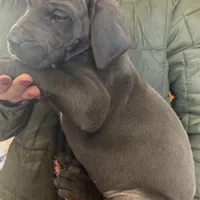 Charles, a male Great Dane for sale in Arthur, IA – Photo 9 of 10