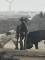 Charles, a male Great Dane for sale in Arthur, IA – Photo 2 of 10