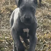 Charles, a male Great Dane for sale in Arthur, IA – Photo 4 of 10