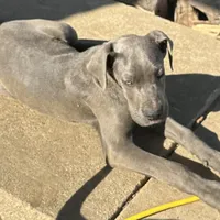 Charles, a male Great Dane for sale in Arthur, IA – Photo 3 of 10