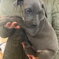 Charles, a male Great Dane for sale in Arthur, IA – Photo 8 of 10