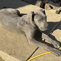 Charles, a male Great Dane for sale in Arthur, IA – Photo 5 of 10