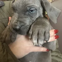 Charles, a male Great Dane for sale in Arthur, IA – Photo 6 of 10