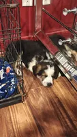 Gucci , a male German Shepherd Dog for sale in Albrightsville, PA – 3 of 3