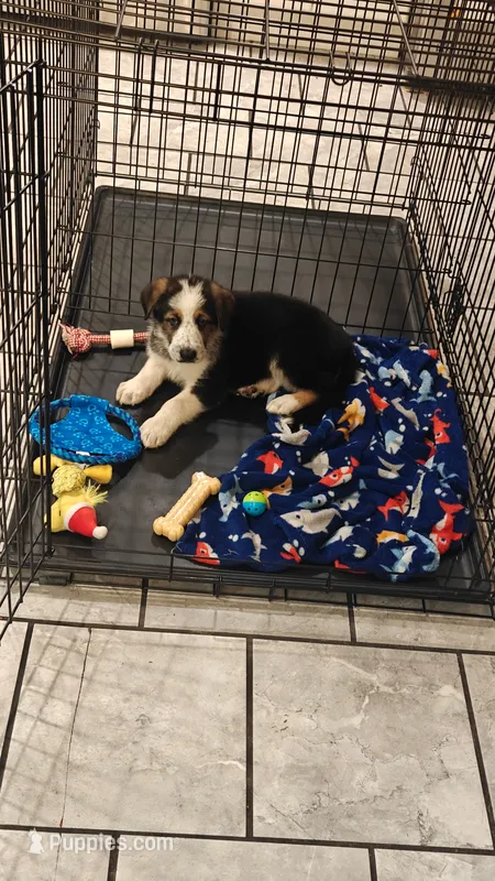 Gucci  – German Shepherd Dog puppy for sale in Albrightsville, PA